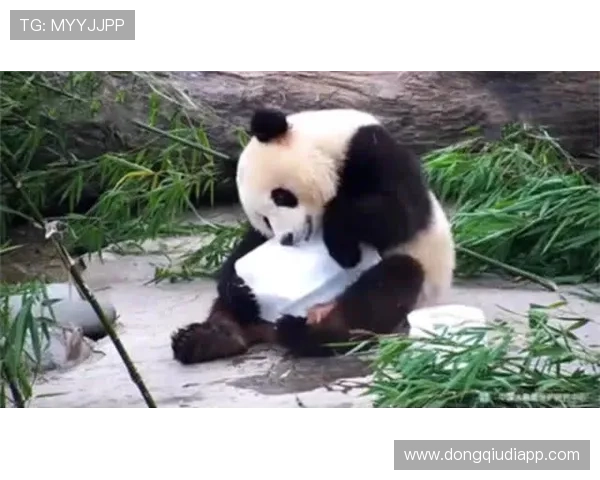 跟随熊猫体育，一同走进精彩纷呈的竞技体育世界